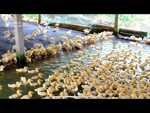 Video Vịt cherry valley Bình An Phát 9 ngày tuổi, haid feed - youtube