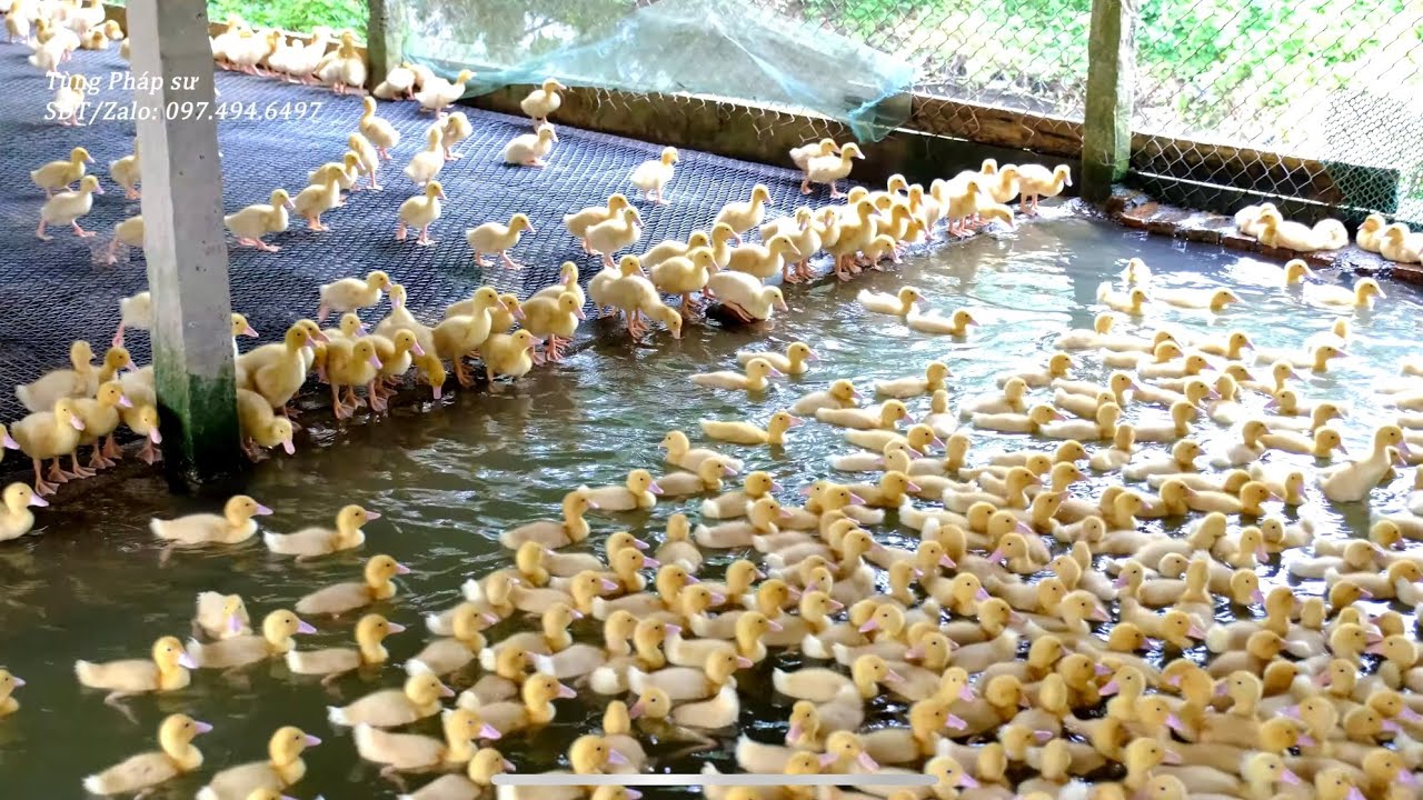 Vịt cherry valley Bình An Phát 9 ngày tuổi, haid feed YouTube