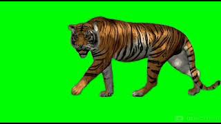 Tiger Green screen video  new video