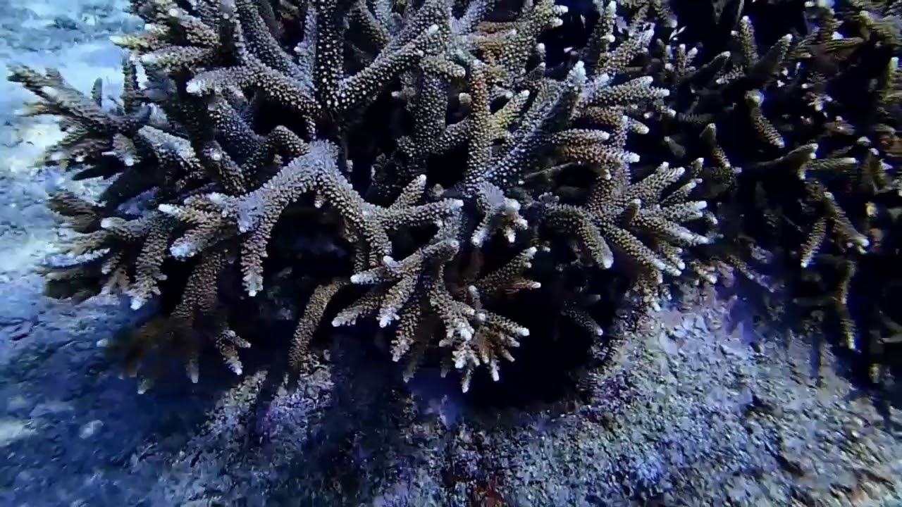 REEFbuds Code Blue Project  - Boracay (4min video)