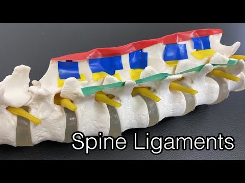 Anatomy of ligaments of spine (English)