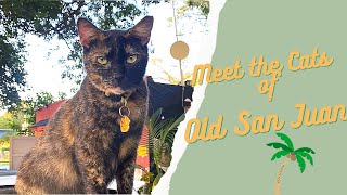 CATS of Old San Juan Puerto Rico