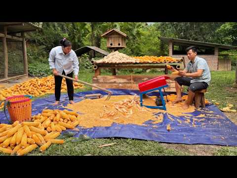 Harvesting, processing, and storing enough corn to last a year. A happy life for DAU and his family.