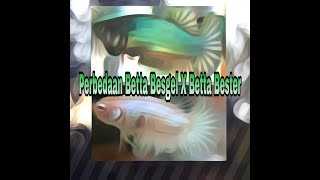 Ambil ilmunya dari ikan cupang besgel dan bester || bedanya besgel dan bester || hasil ternak