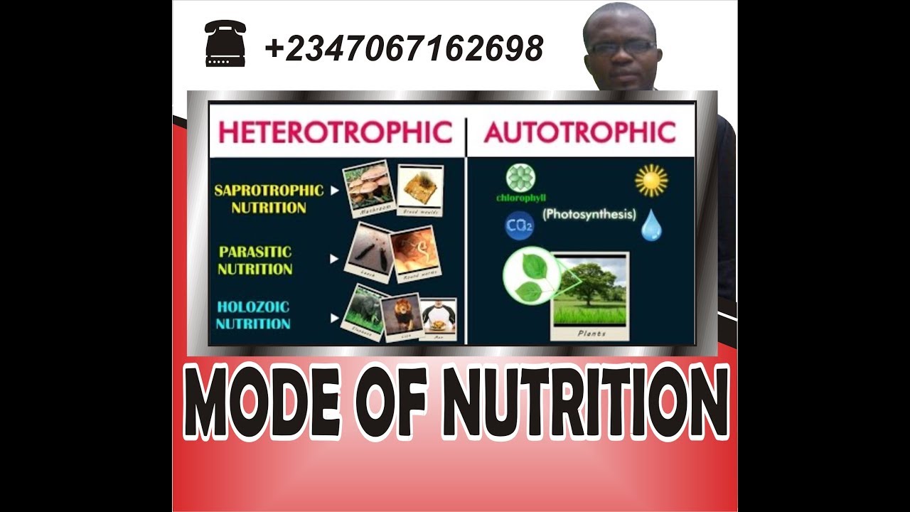 MODE OF NUTRITION YouTube