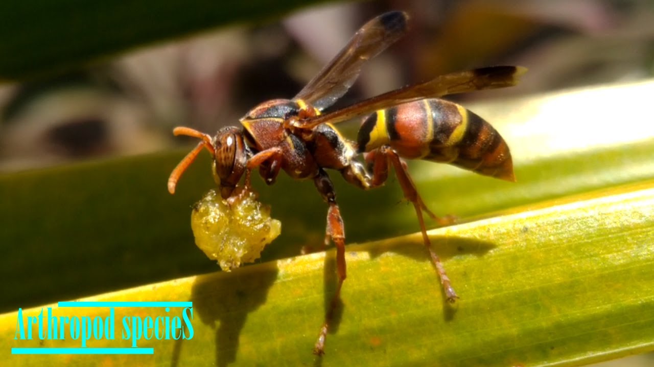 Insect Species - Paper Wasps (Polistes stigma) | It's Lunch Time |