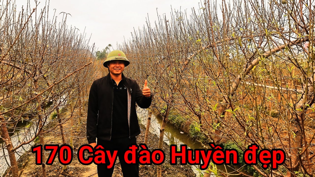 T99: 170 Cây đào 🍑 huyền đẹp nhà vườn Vĩ chưa vợ