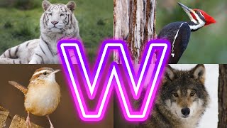 Animals And Birds Starting with W || Amazing Animals Starting With W by InfoZillien 19,441 views 1 month ago 4 minutes, 58 seconds