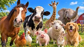 Animal Sound For Kids Cute Animal Sound Learn Wild And Farm Animals