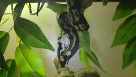 pandora jungle carpet pythoneating a small mouse