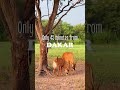 Best Safari in Senegal from Dakar