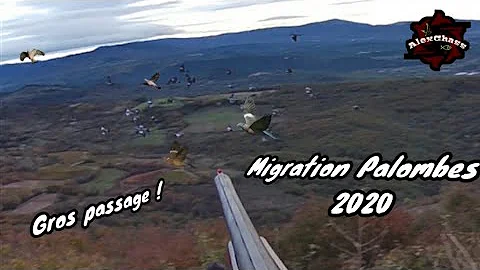 Où en est la migration des palombes ?