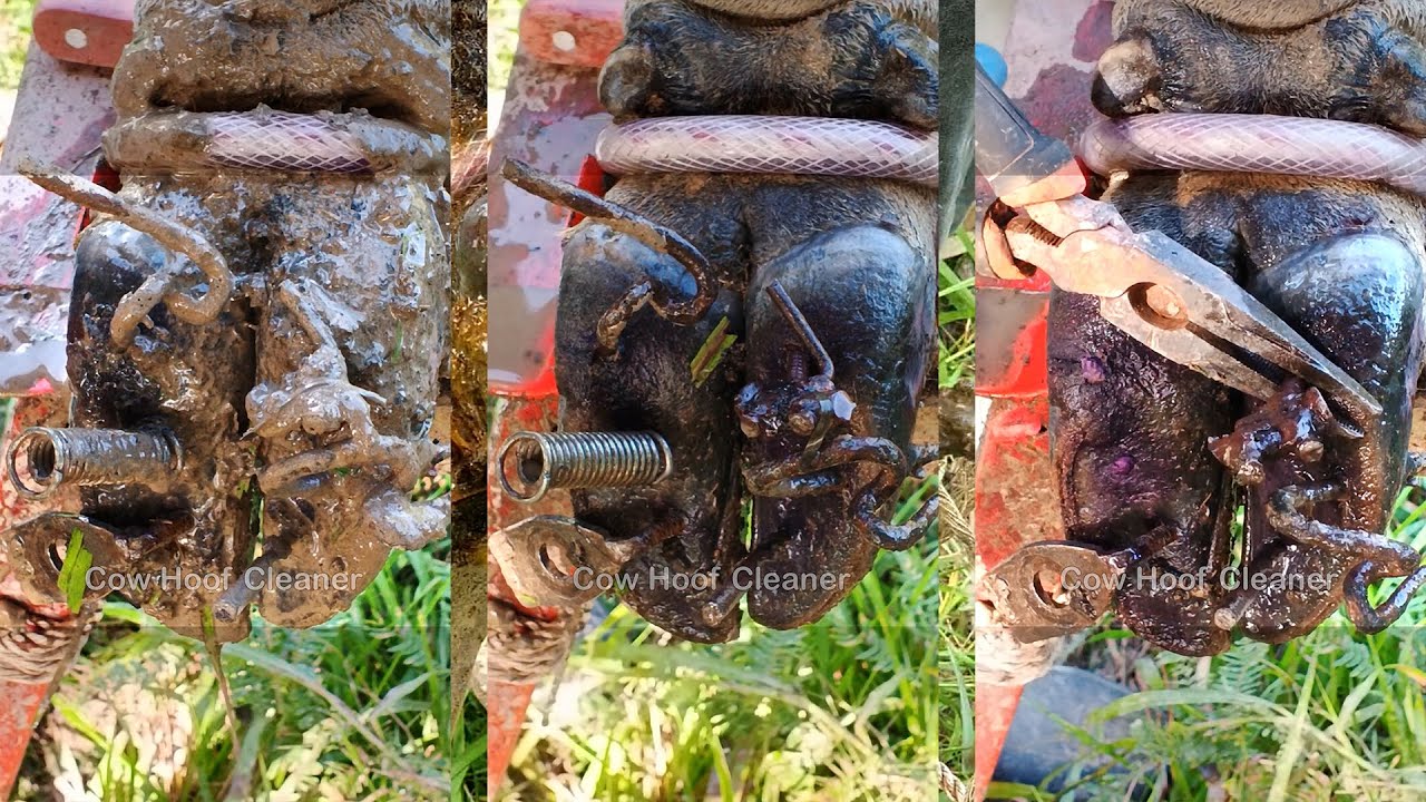 Deep Clean, Cut, and Trimming Cow Hoof Nailed Stuck from Hunter's 