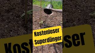 Kostenlosen Superdünger selber machen (ganz schnell)