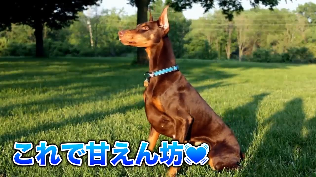 ドーベルマン 警察犬としての賢さと甘えん坊 ドーベルマン可愛い集 犬 Youtube