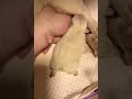 BULLDOG sleeping after nursing #puppy #dog #pets #bulldog #frenchbulldog #cute #animals #adorable