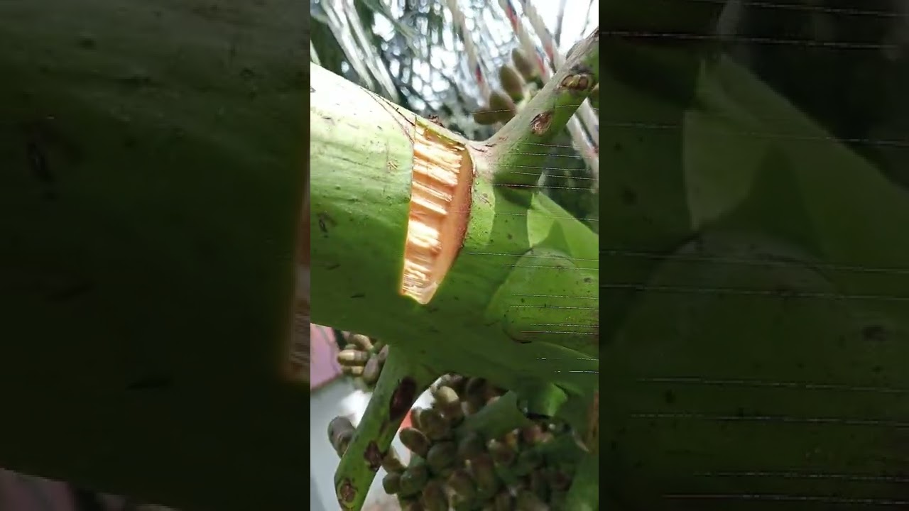 Proses pemotongan Manggar AREN yg masih muda,Dihari pertama tetesannya sempurna