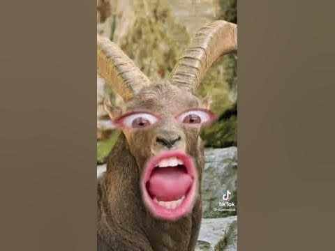 Казёл - YouTube
