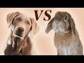 Rabbits vs dogs which pet is better