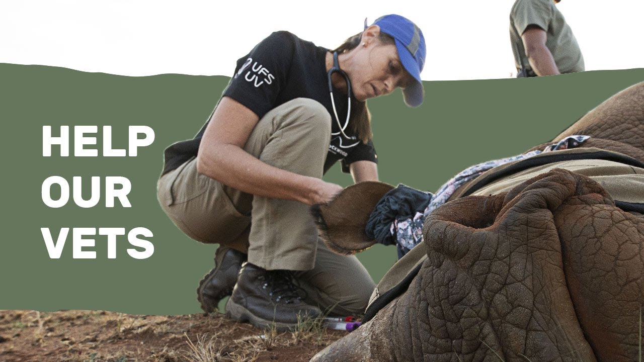Watch a Rhino Vet in Action: Darting, Health Checks and Saving Rhinos