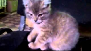 миленький котенок(доброе видео) миленький котенок(доброе видео)