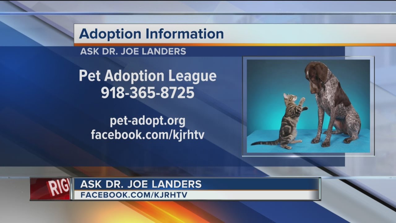 Veterinarian Dr. Joe visits midday to answer pet health questions YouTube