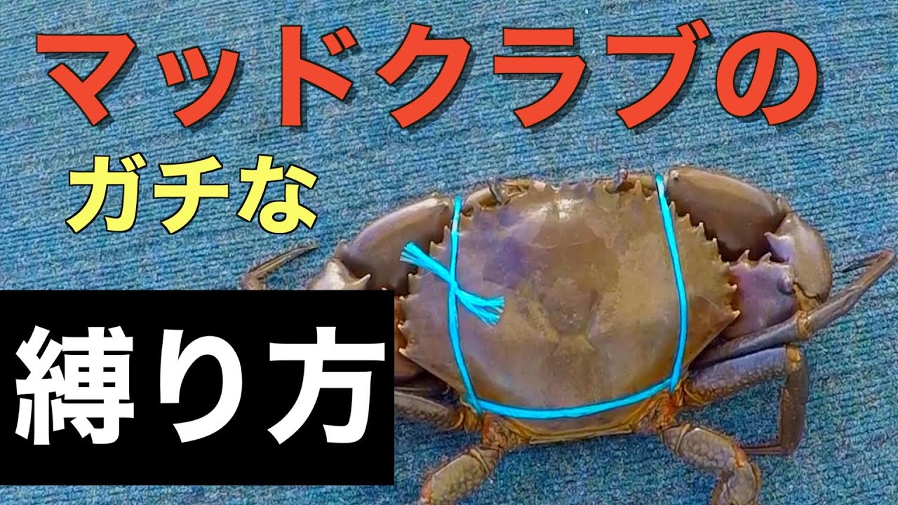 マッドクラブのガチなしばり方（オーストラリア ケアンズ） - YouTube