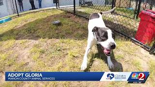 Clear the Shelters | Meet Gloria and Nalu