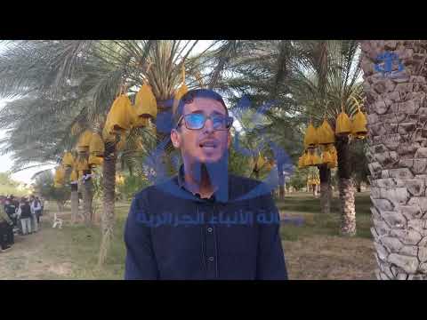 باتنة انطلاق جني التمور وتوقع إنتاج وفير في المساحة المخصصة لهذه الشعبة