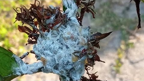 Cách diệt rầy rệp sáp trên cây cà phê mà không cần dùng thuốc ( tập 4 )