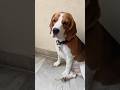 Na ishtamuu😅 #Viralvideo#funnyvideo #comedy #shortsfeed#shorts#trending #viral#youtubeshorts #pets