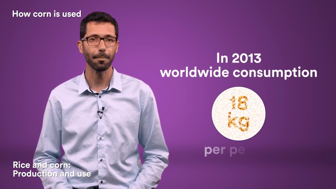 Ecology and food economy - Rice and corn: Production and use