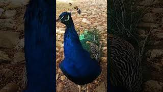 Pfau in Mönchengladbach 3