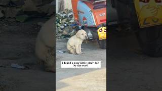 Rescue poor dog #rescuevideo #rescuedog #straydog #dog