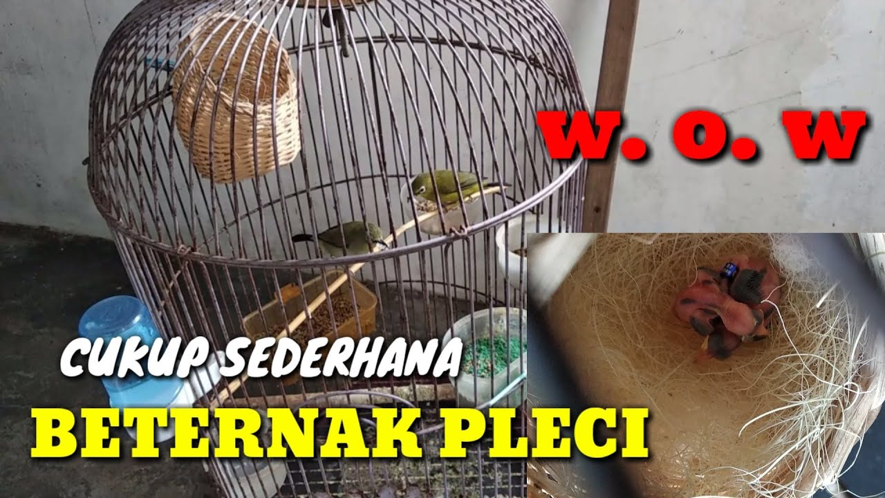 WoW TERNYATA..????? BURUNG PLECI BISA DITERNAK DI SANGKAR GANTUNG LOVEBIRD... MANTAP BANGET!!!!