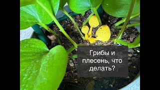 Грибы в горшке. Грибы и плесень в домашних растениях. Польза и вред. Что делать?