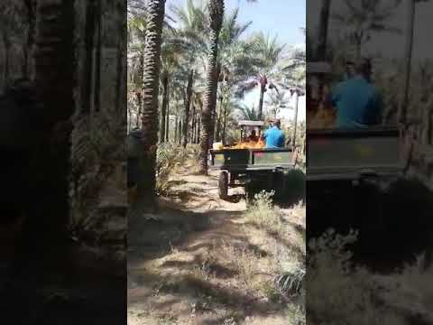 خراف التمر سرعة في صرم النخيل اكسبلور انستقرام لايك كومنت