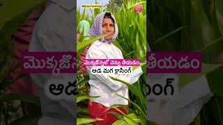 మొక్కజొన్నలో ఆడ మగ క్రాసింగ్||ఎన్ను తీయడం ఎలా.? #maize #farming #shorts #farmer #krishnavenianenenu
