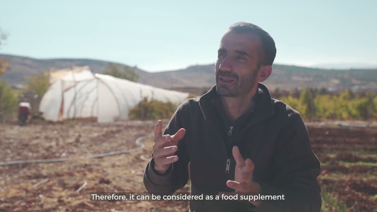 Azolla cultivation techniques