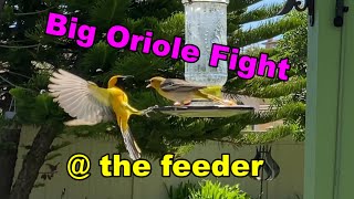 Hooded Orioles & Bullock's Orioles sharing a feeder in Southern California