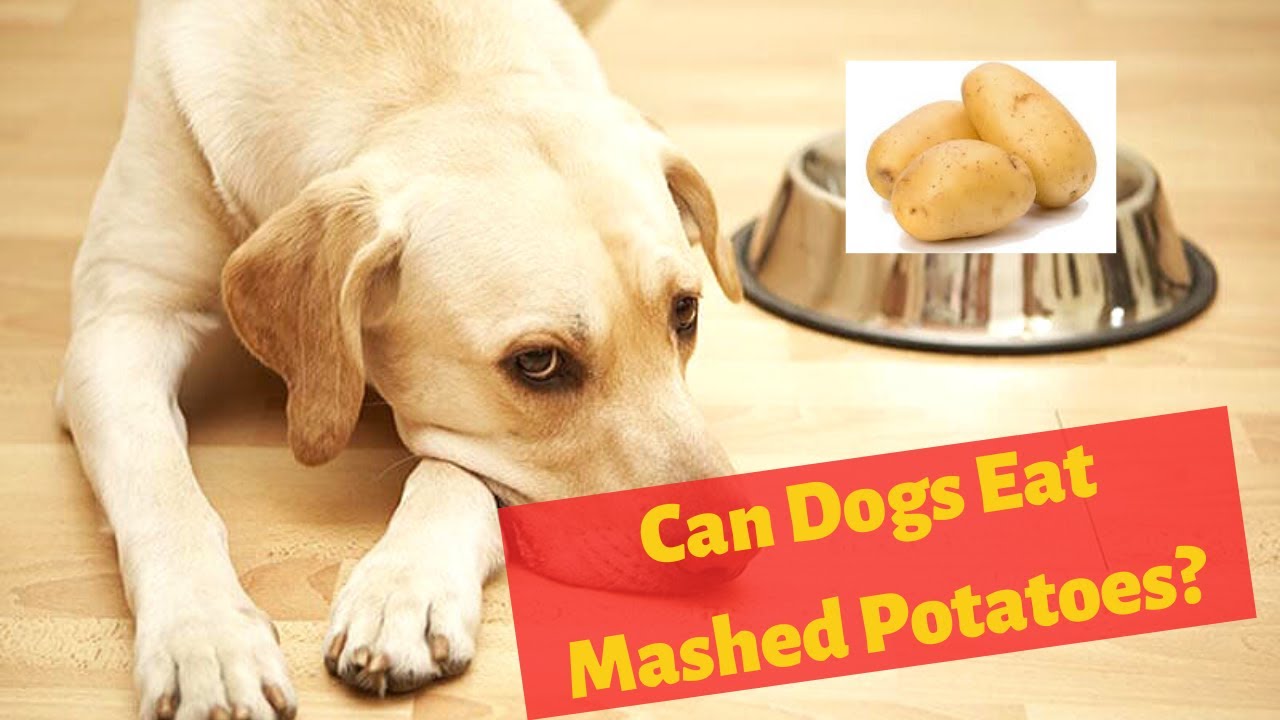 Can Dogs Eat Mashed Potatoes? Should You Feed Your Dog With It?