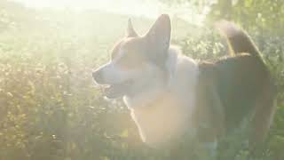 Vermicon de Beaphar -  Protège votre chien ou chat contre les puces et les tiques - 6\