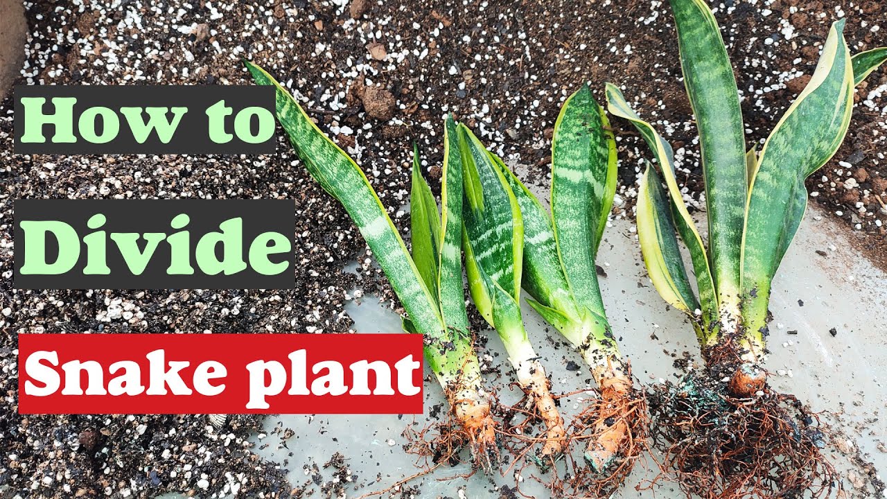 Snake plant How to propagate Snake plant from root? / diy dividing