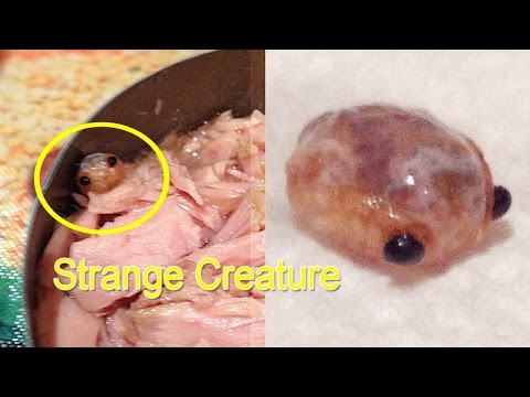 Woman found unpleasant surprise inside a tuna can!