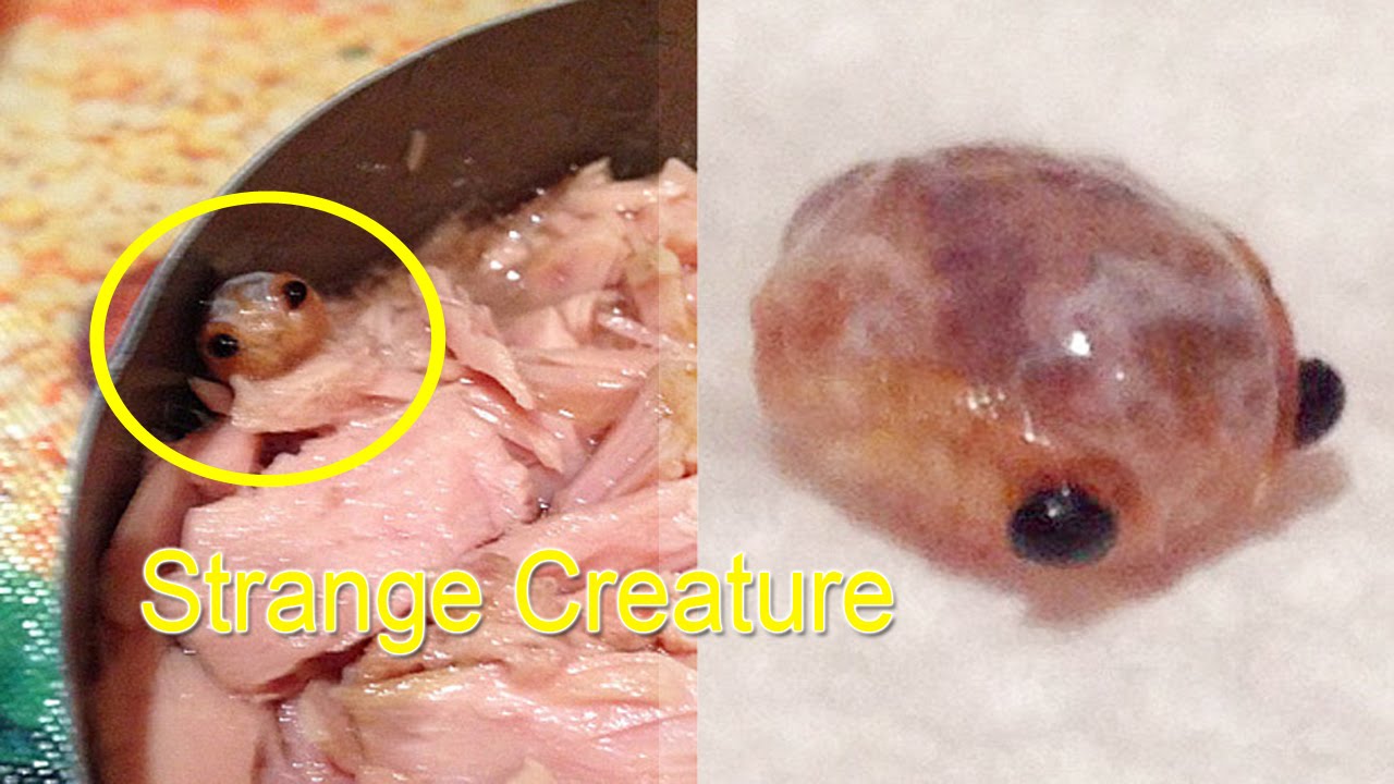 Strange Creature-Found in Tuna Can ID'd as Tongue Eating Parasite by Expert - YouTube