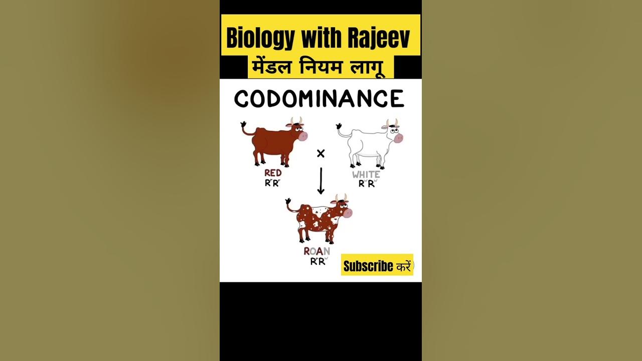 codominance-mendal-laws-class-10-12-biology-youtube