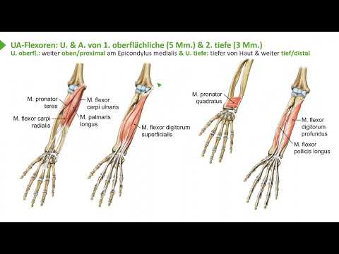 Video: Ist der Supraspinatus oberflächlich oder tief?