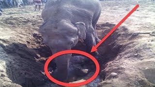 هذا الفيل حفر حفرة لمدة 11 ساعة ، على شيء يصعب تجاهله