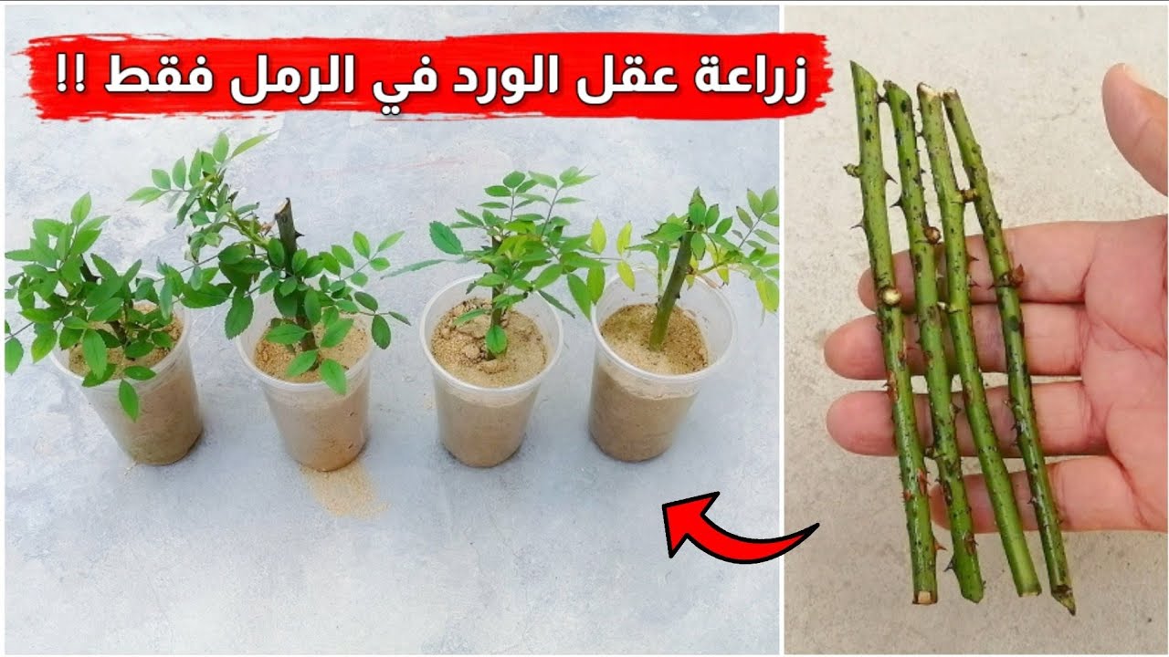 أفضل طريقة لزراعة الورد البلدي او الجوري في رمل البناء العادي