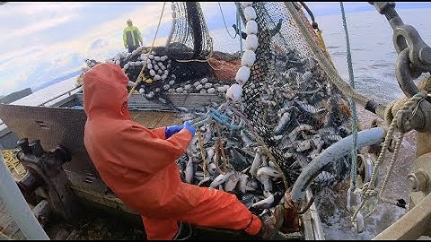 Wild Alaska Purse Seining (full set) Commercial Salmon Fishing